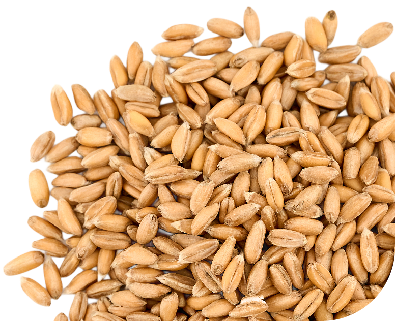 Nos céréales