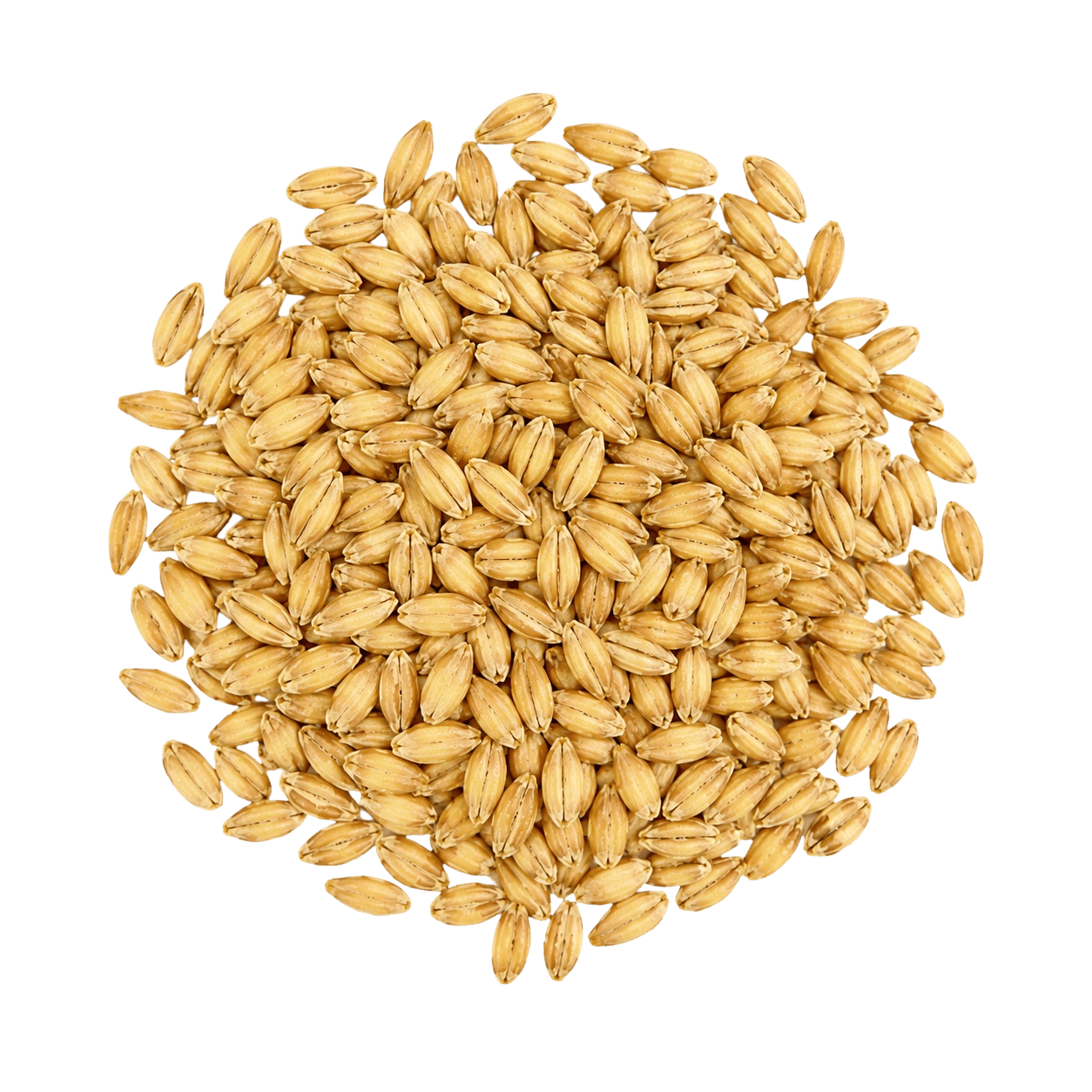 Orge brassicole