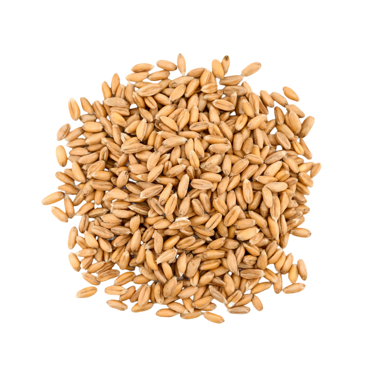 Petit épeautre