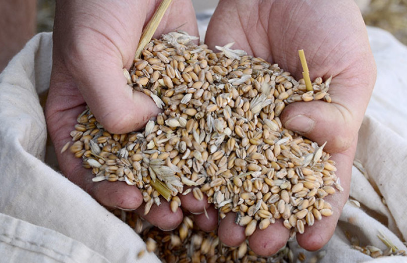 Grain propre